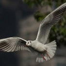 mouette